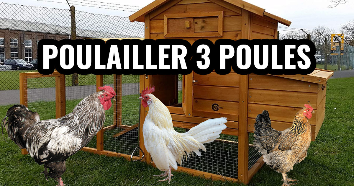 Poulailler pour 3 poules
