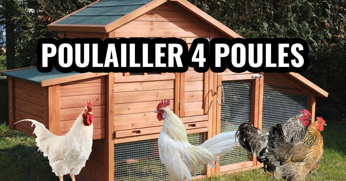 Poulailler pour 4 poules