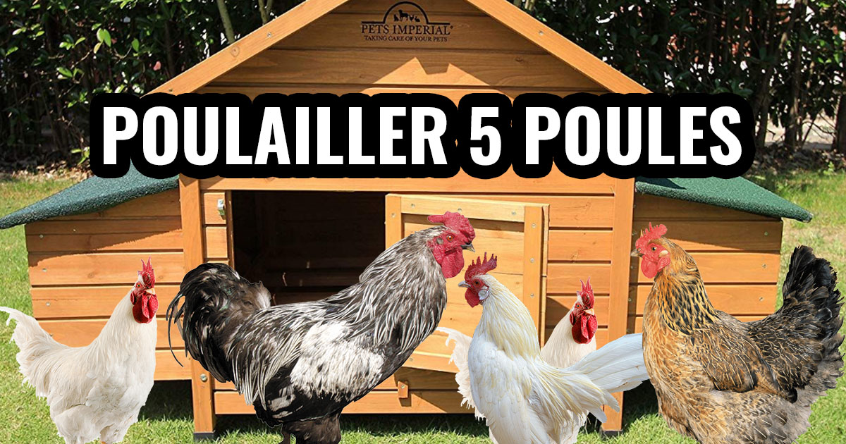 Poulailler pour 5 poules