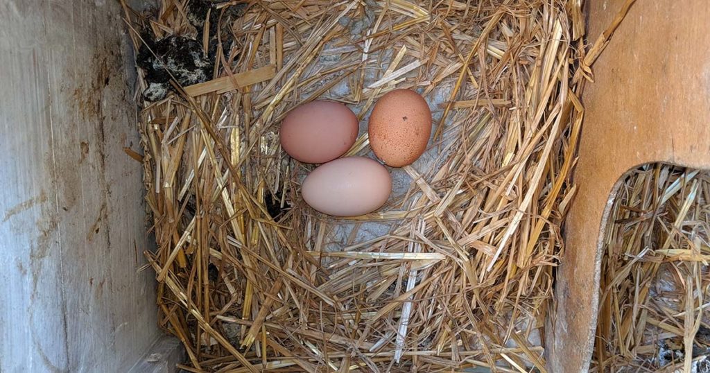 des oeufs 