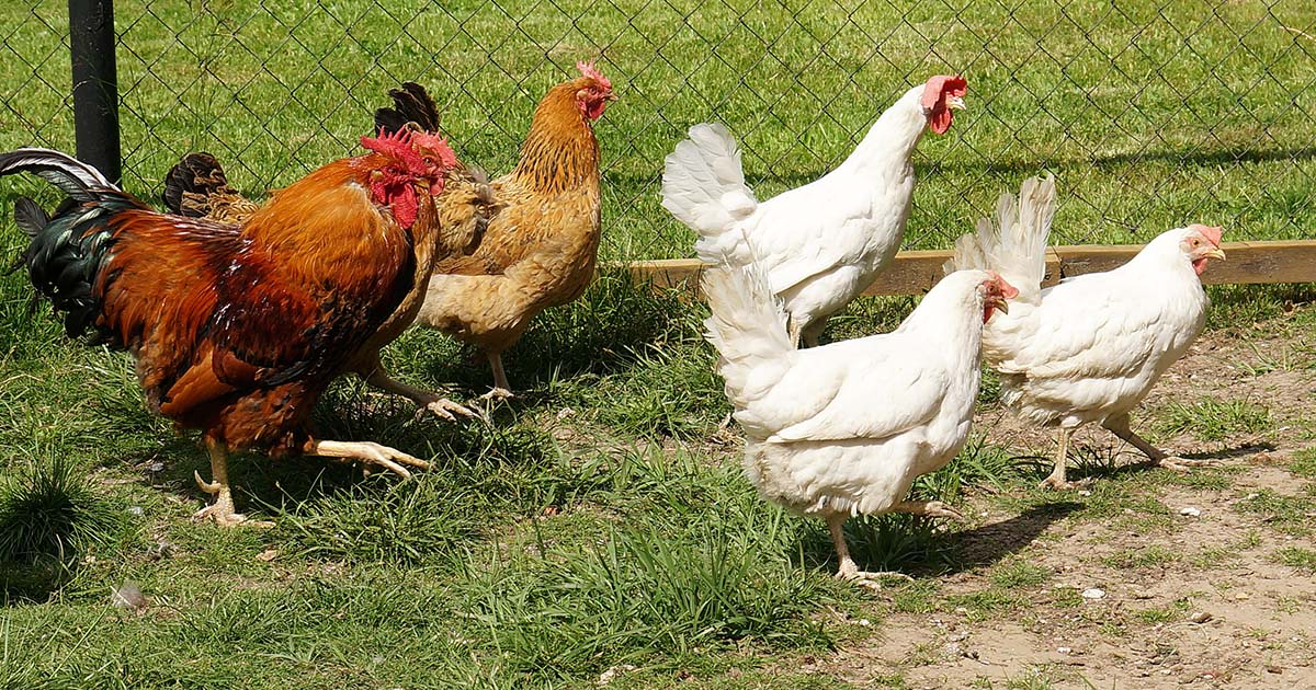 Avoir 5 poules : le guide
