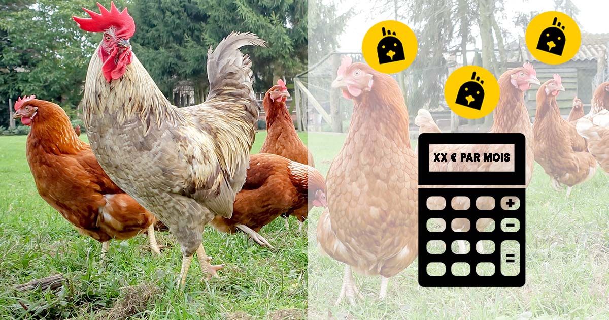 Budget et espace : combien de poules avoir ?