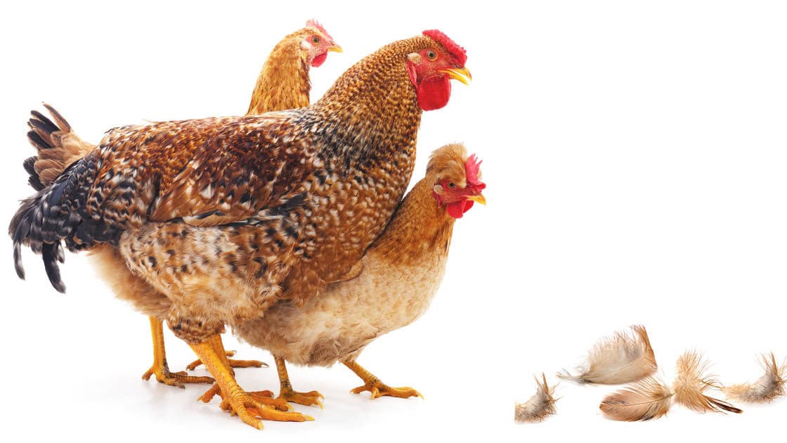 Mes poules perdent leurs plumes, pourquoi ?