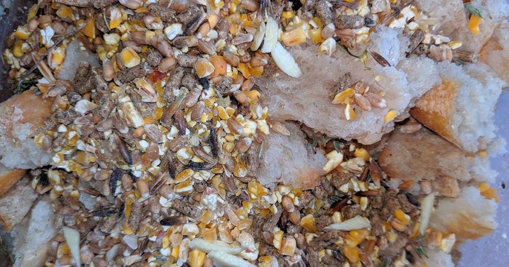 vermifuge naturel pour les poules