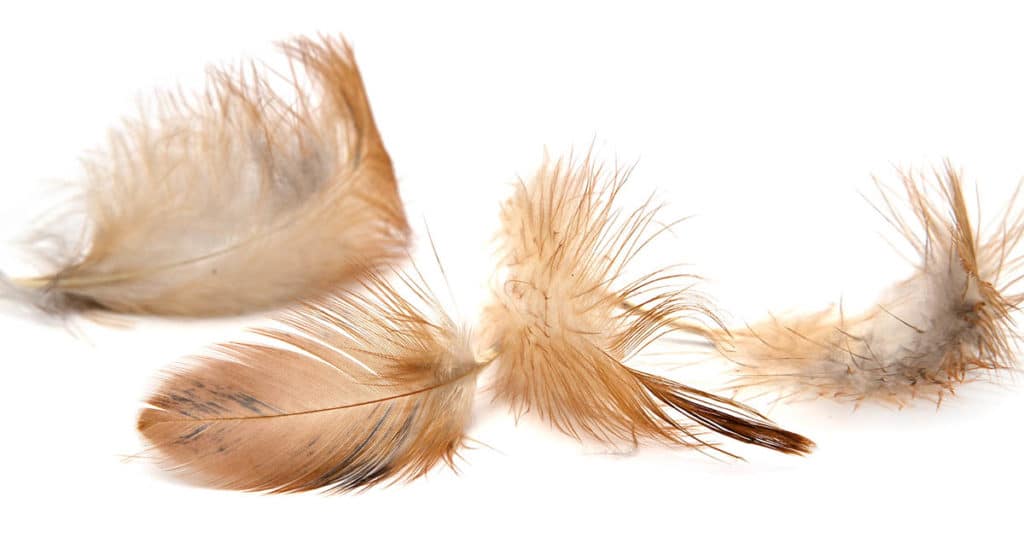 plumes mue