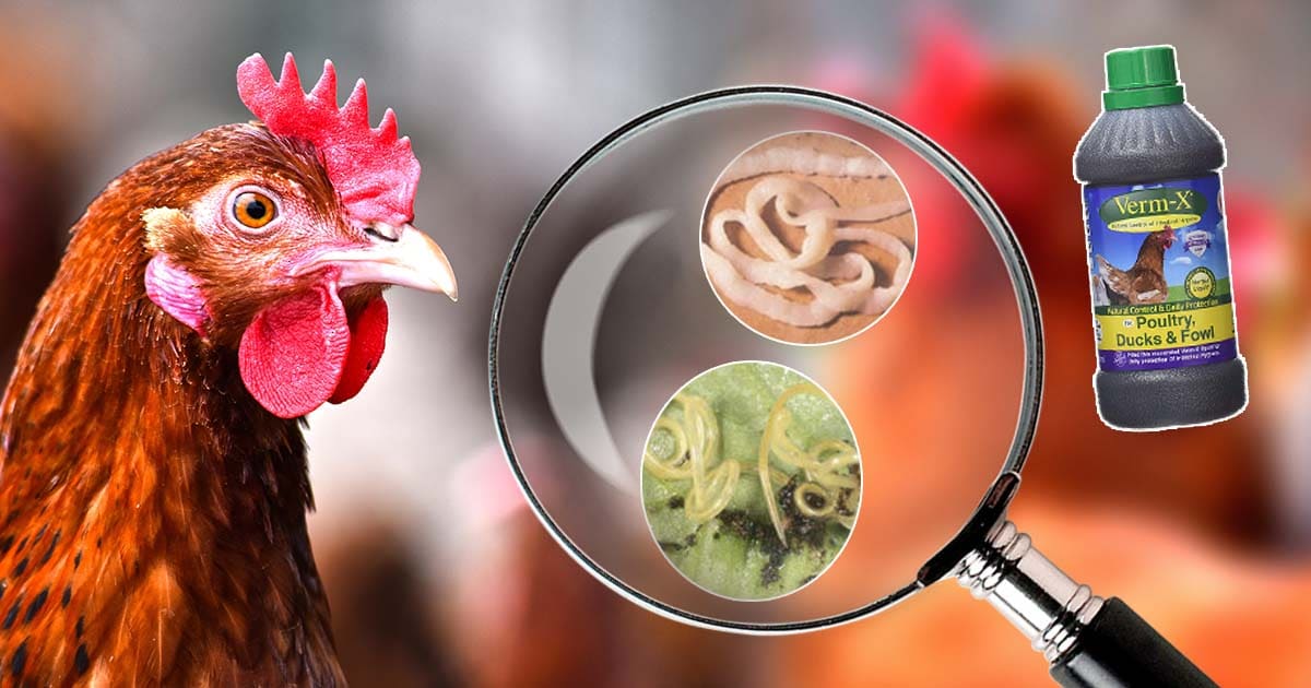 Vermifuger les poules
