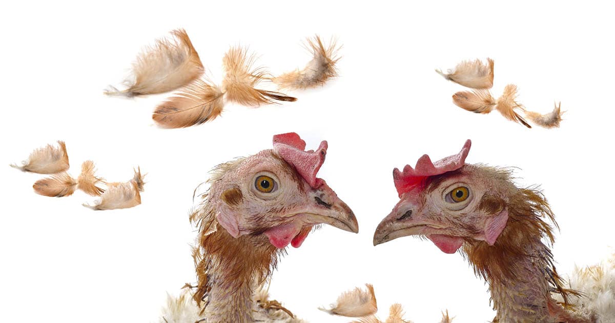 La mue des poules