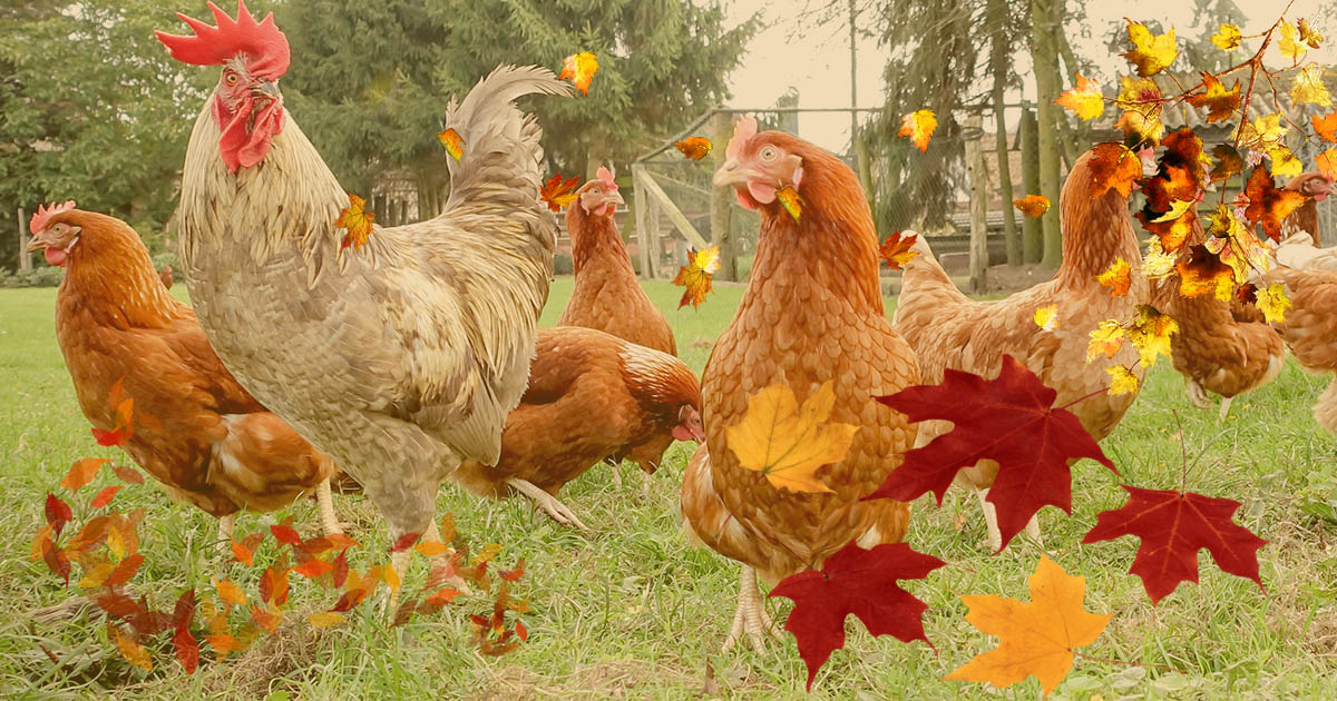 L'automne dans le poulailler