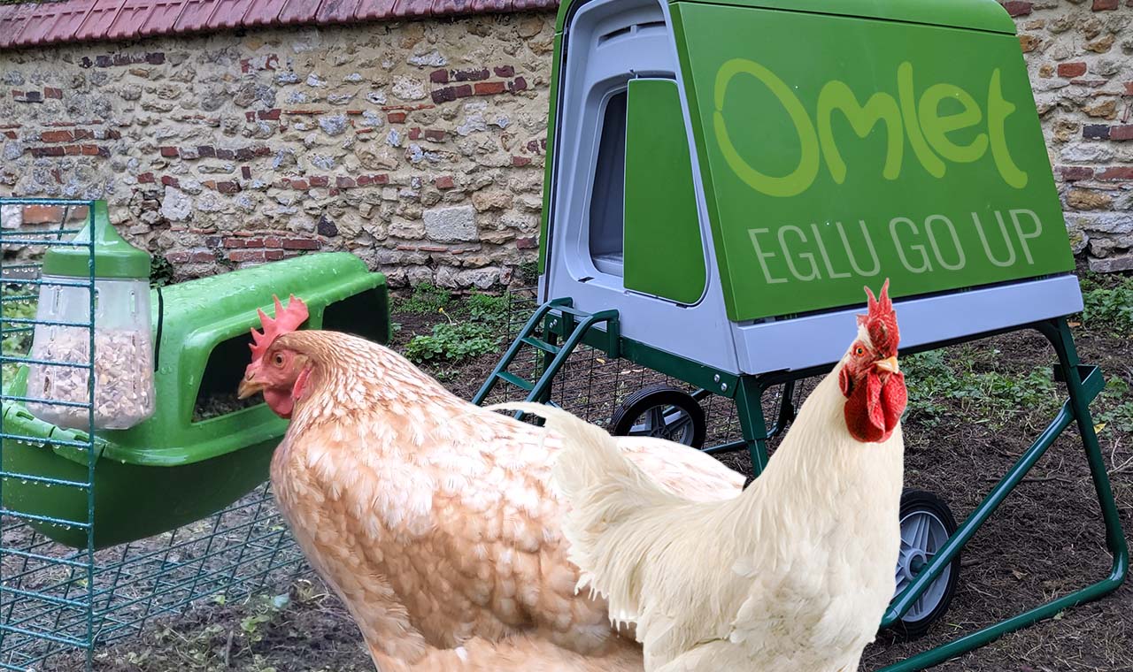 Poulailler Omlet : test du Eglu Go UP