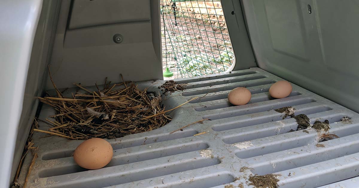 Mes poules ne pondent pas dans le pondoir