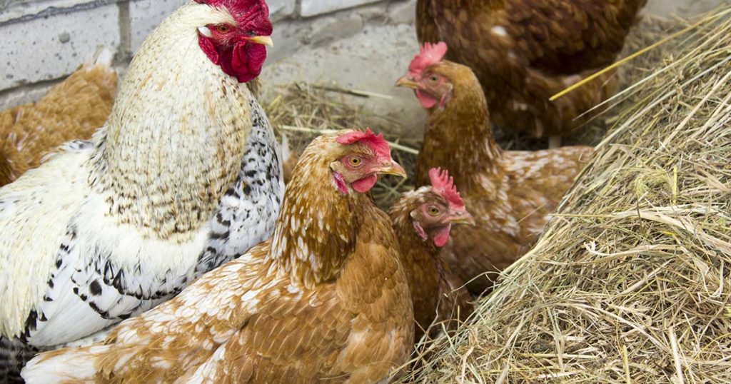 poules dans la paille