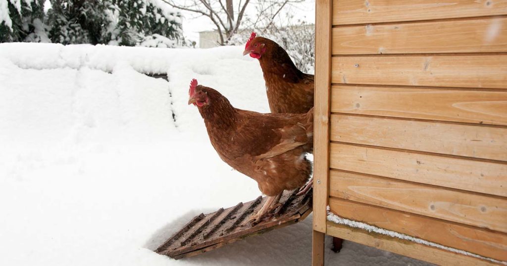 poulailler hiver
