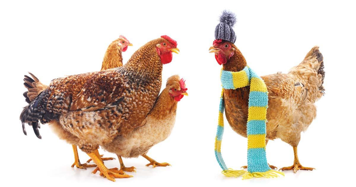 Comment protéger ses poules en plein hiver ?