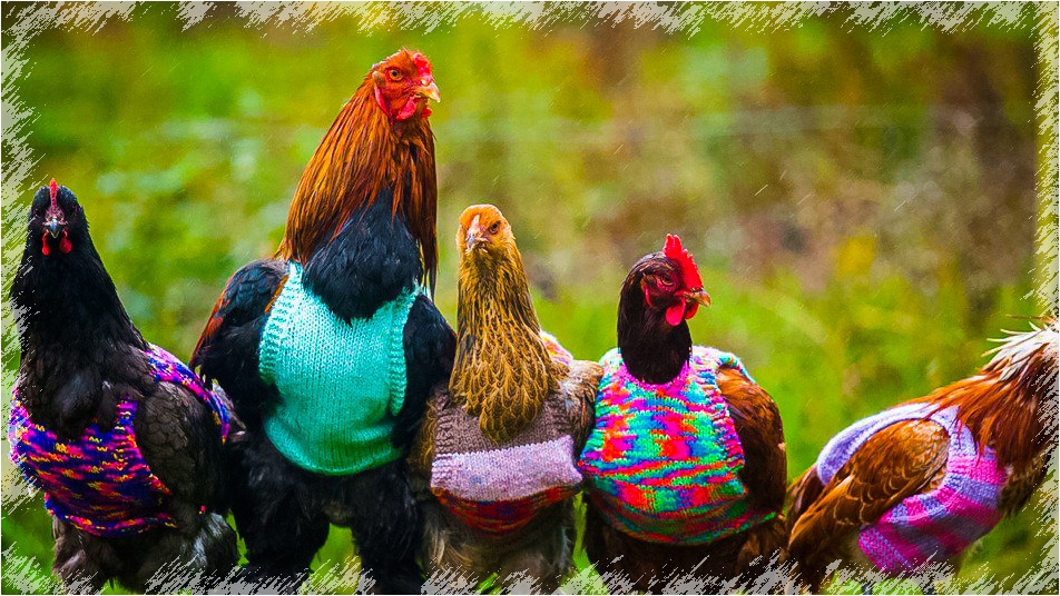 pull pour les poules