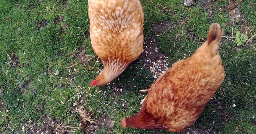 mes poules rousses