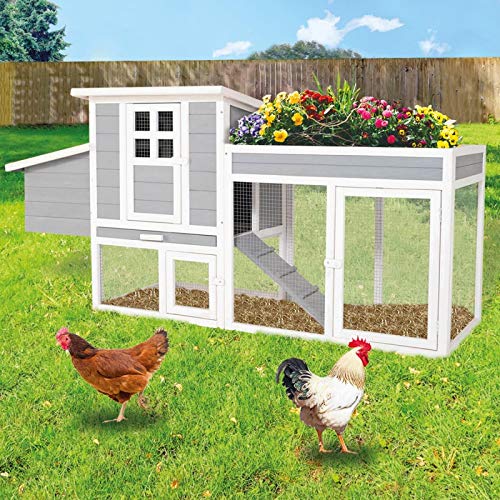 Poulet - poulailler