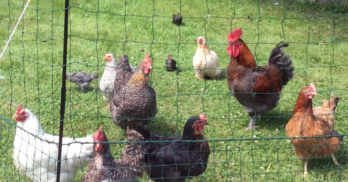 enclos pour les poules