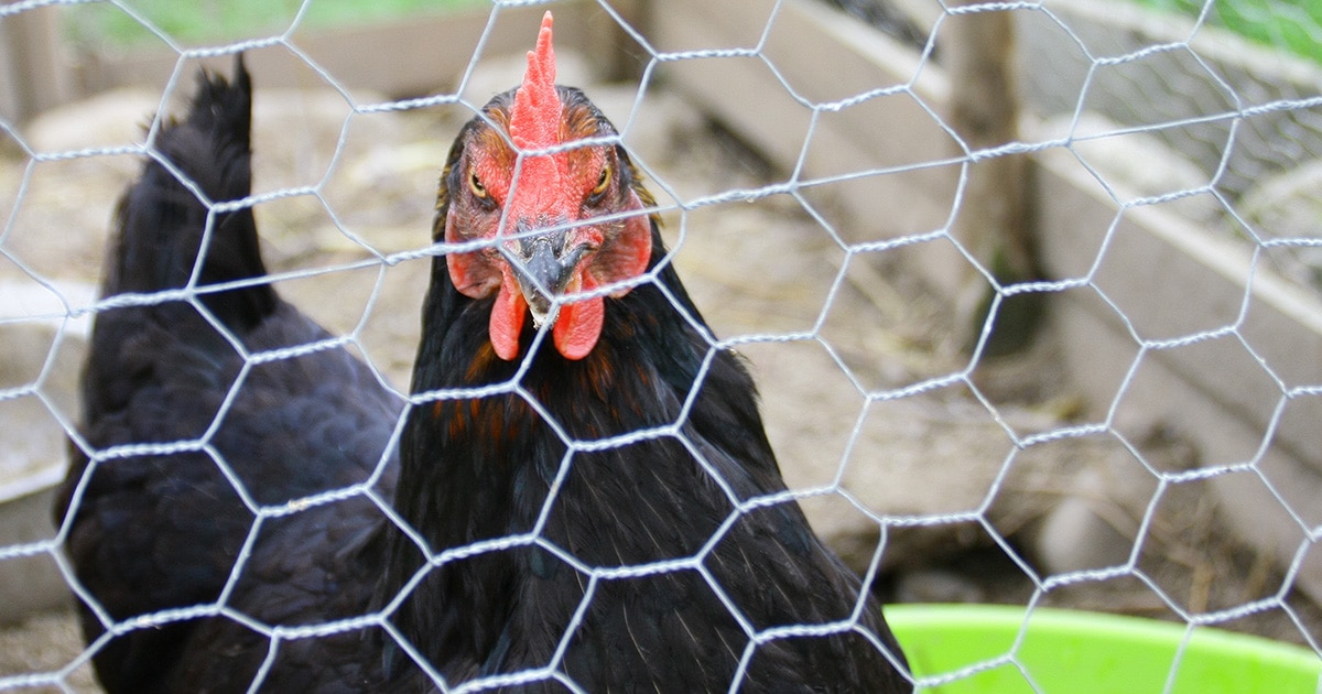 Grillage à poules : bien le choisir
