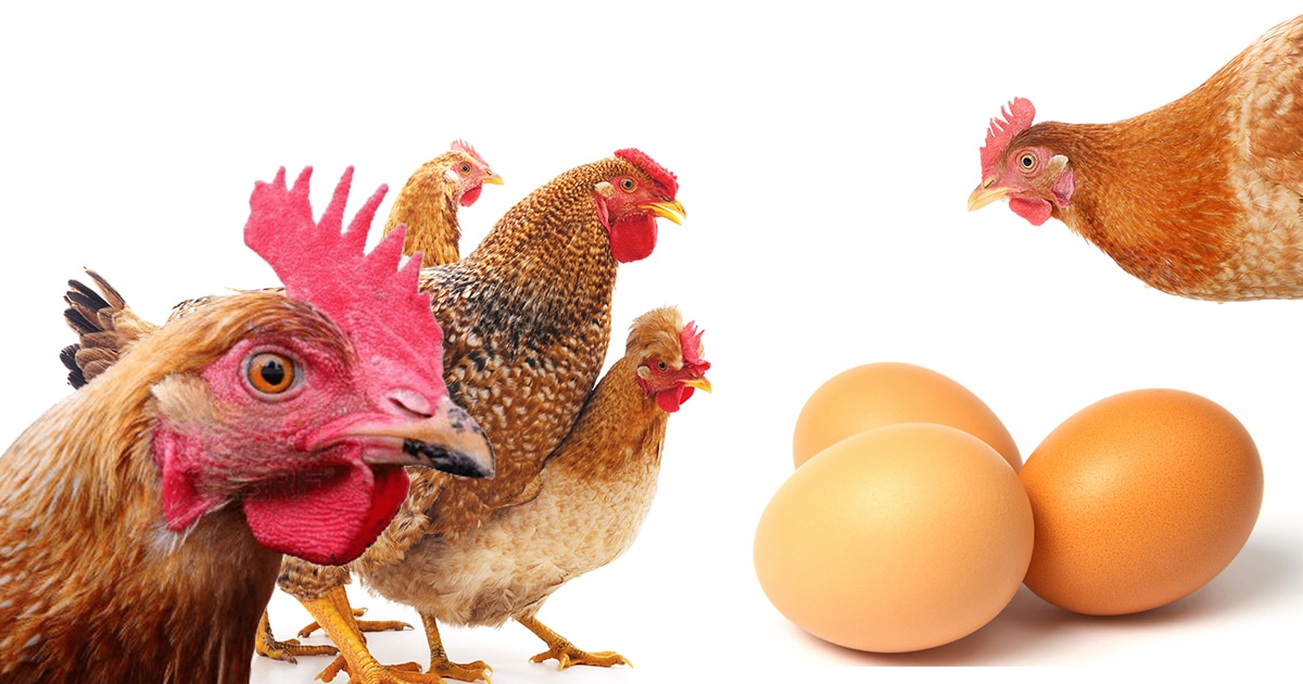 Les 12 meilleures poules pondeuses