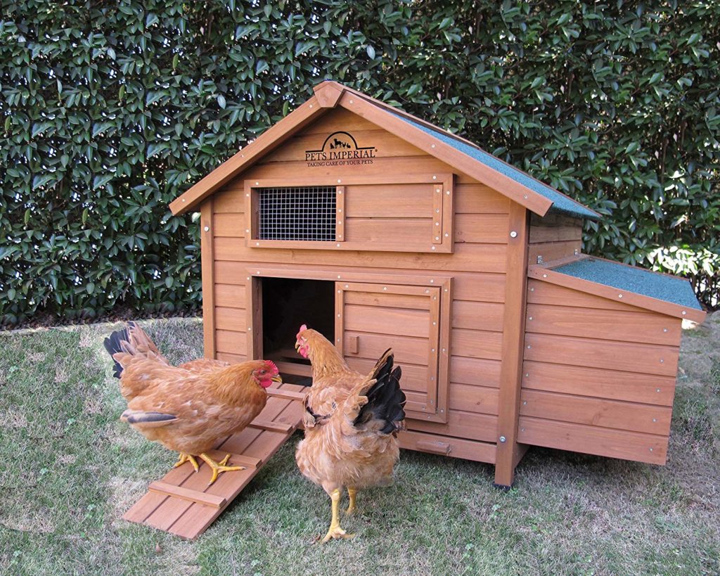 Poulet - Poulailler