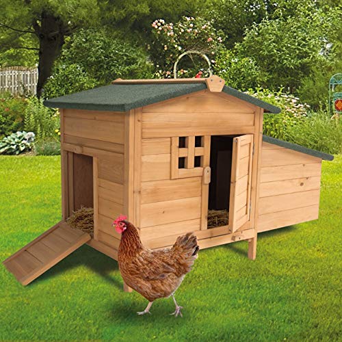 Poulet - Poulailler