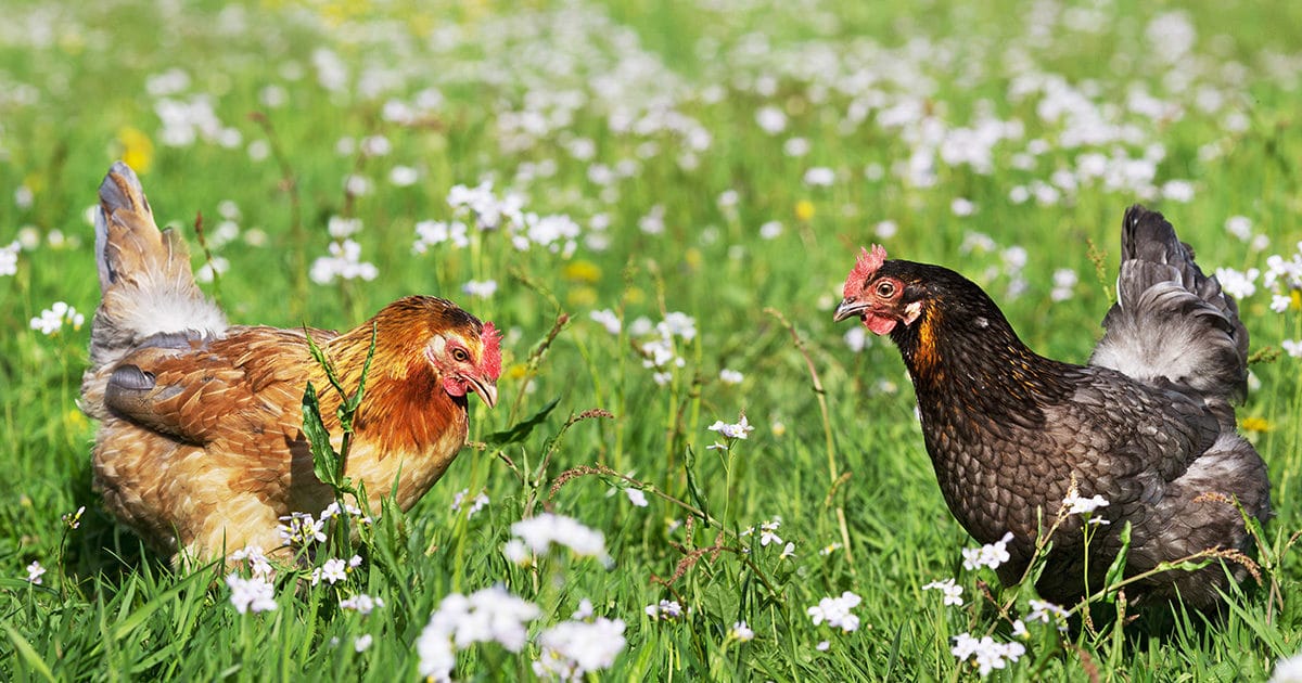 poules en plein air
