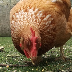 poule rousse