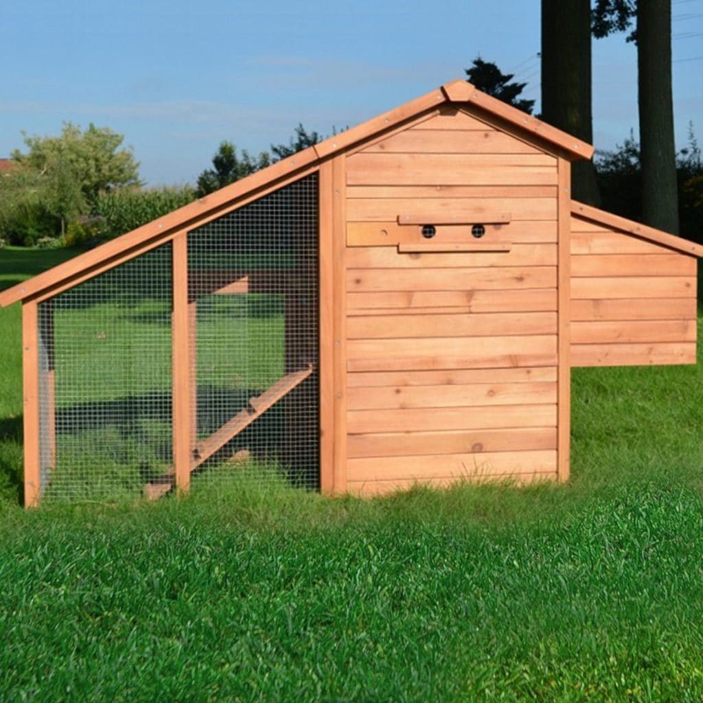 Poulet - Poulailler