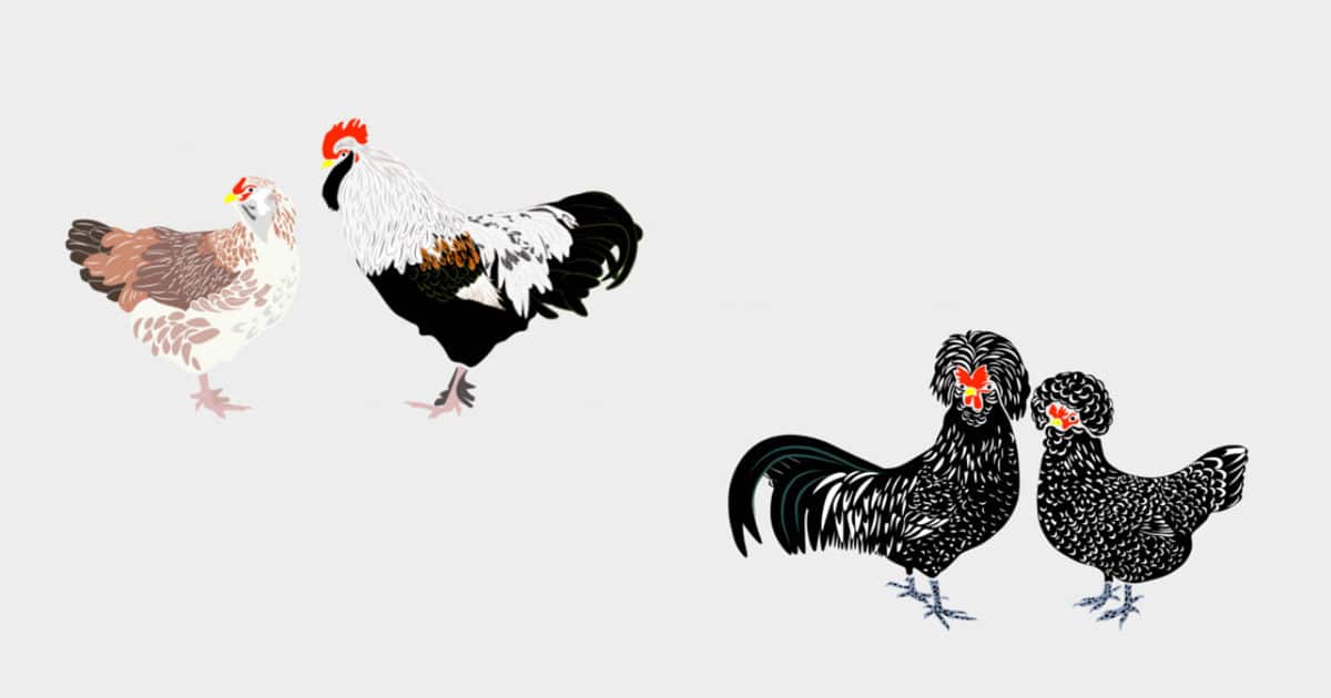 les 6 poules de race
