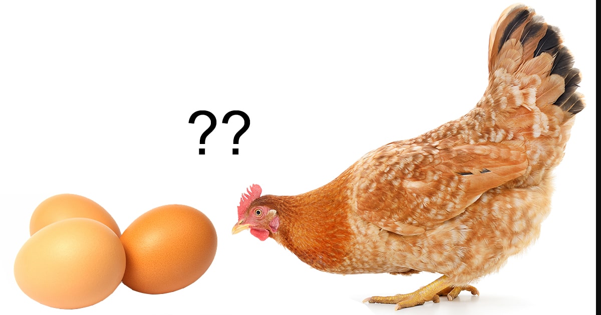 L'oeuf ou la poule : qui est le premier ?