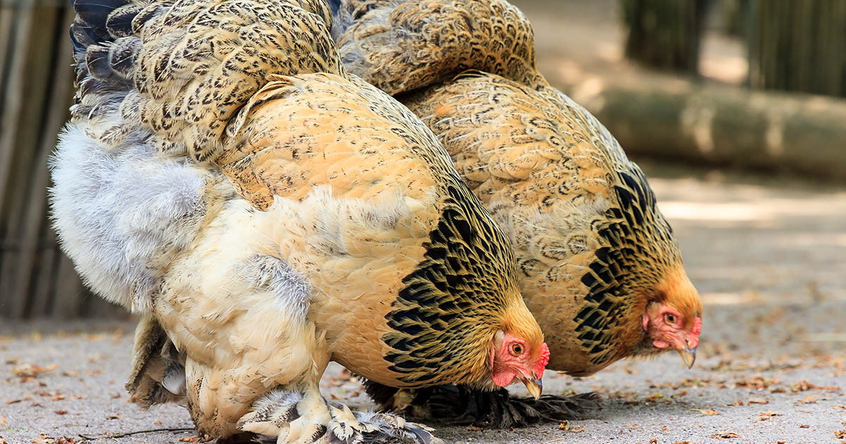 La poule Brahma : une grosse poule pour orner le jardin