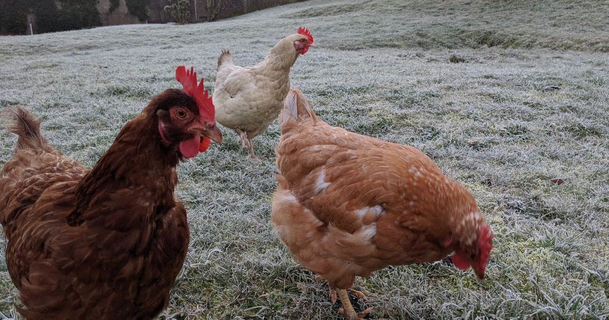 POULEs dans un jardin