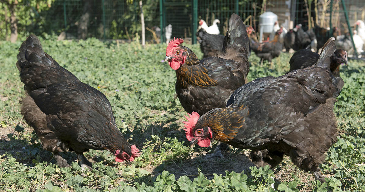 Poule Voici la poule Marans, la poule aux oeufs noirs