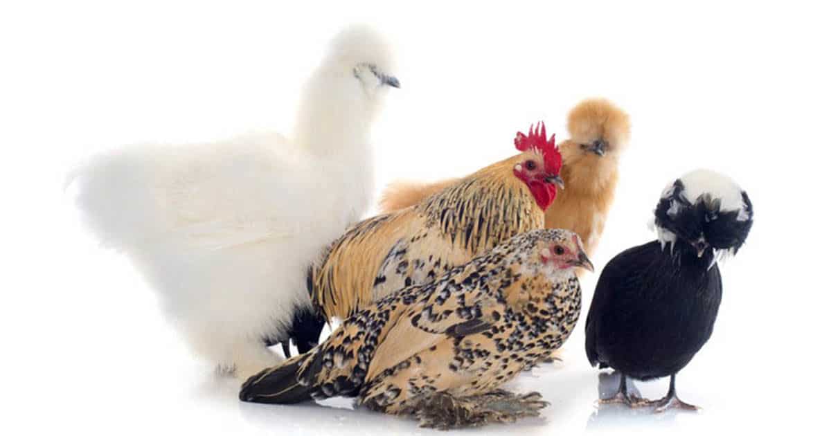 poules d'ornement