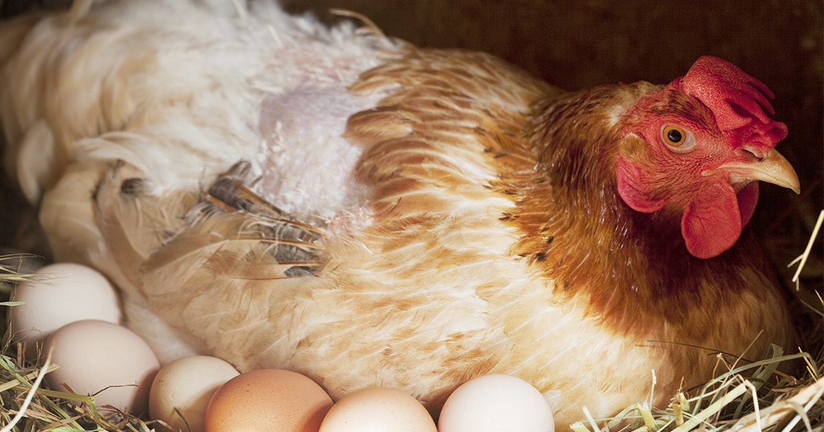 Poule qui couve : pourquoi et comment l'empêcher ?