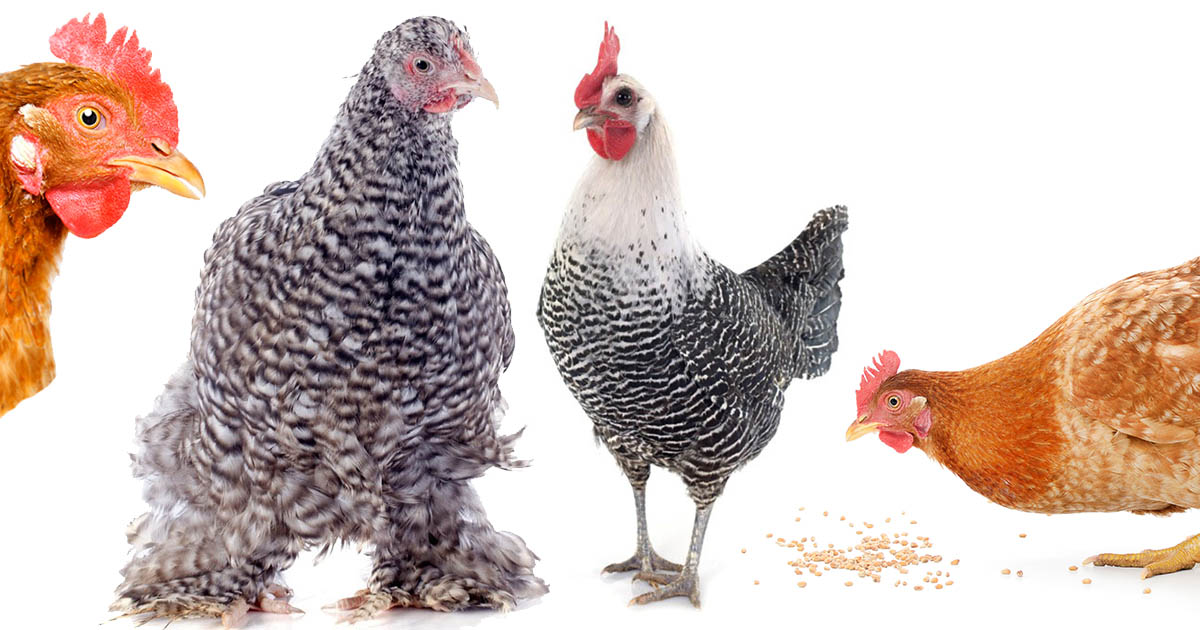 Poule Les types de poules : pour y voir plus clair !