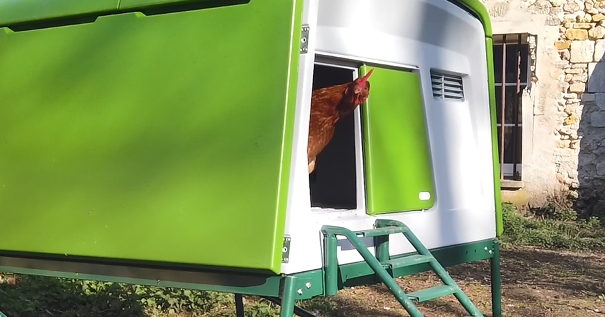 Poulaillers Omlet et tests d'accessoires pour mes poules