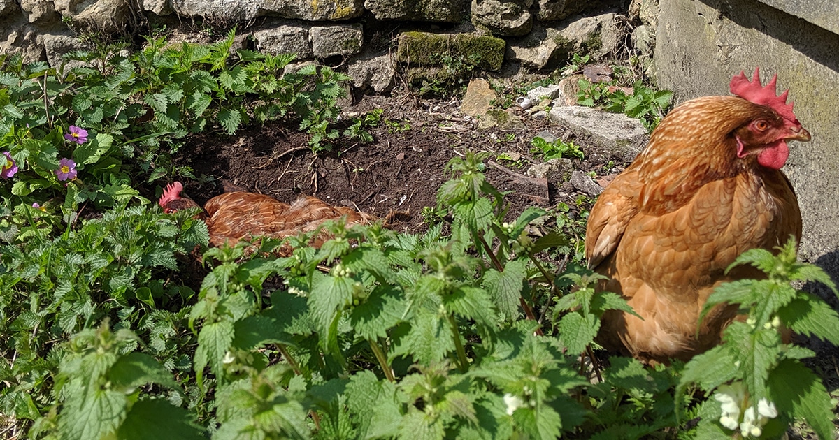 Ma poule fait des trous dans la terre : pourquoi ?
