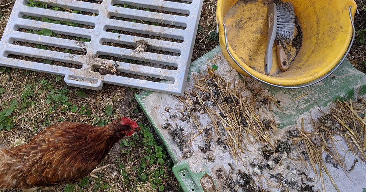 Les fientes des poules : comment les utiliser au jardin ?