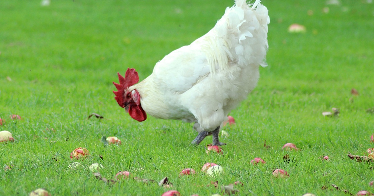 Poule dans le jardin : bien ou risqué ?