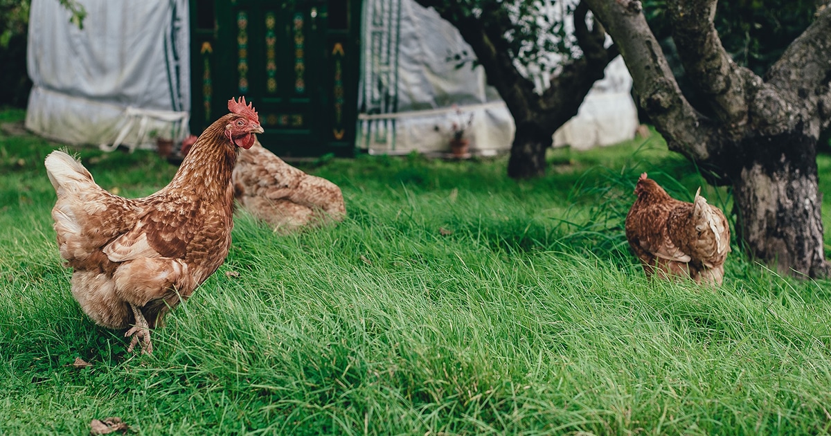 La poule : animal star pendant la crise sanitaire