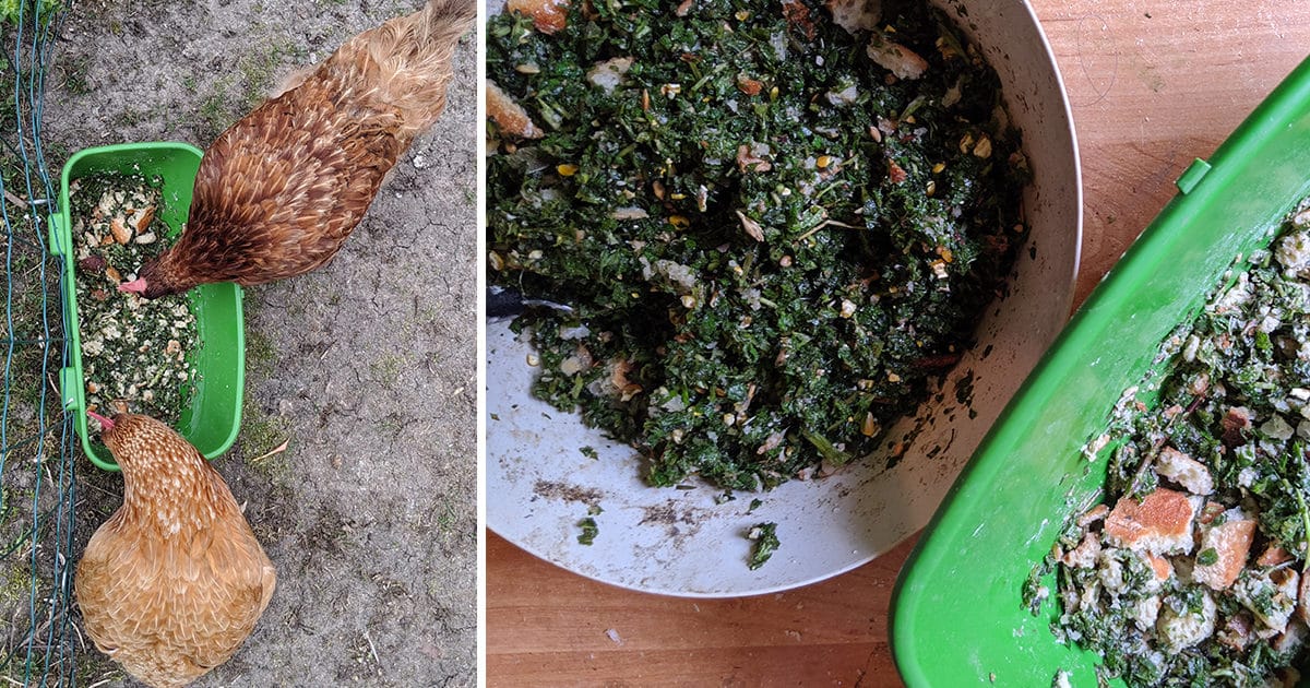 Ortie pour la poule, une recette de grand mère