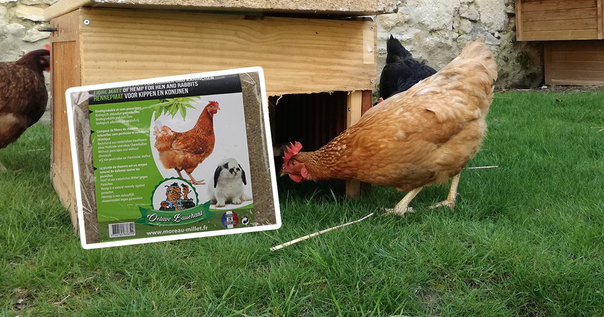 Le tapis de chanvre : une litière pour vos poules