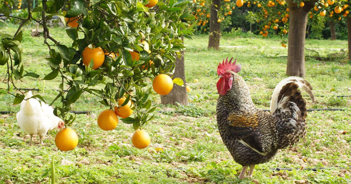 Les poules auprès des arbres fruitiers
