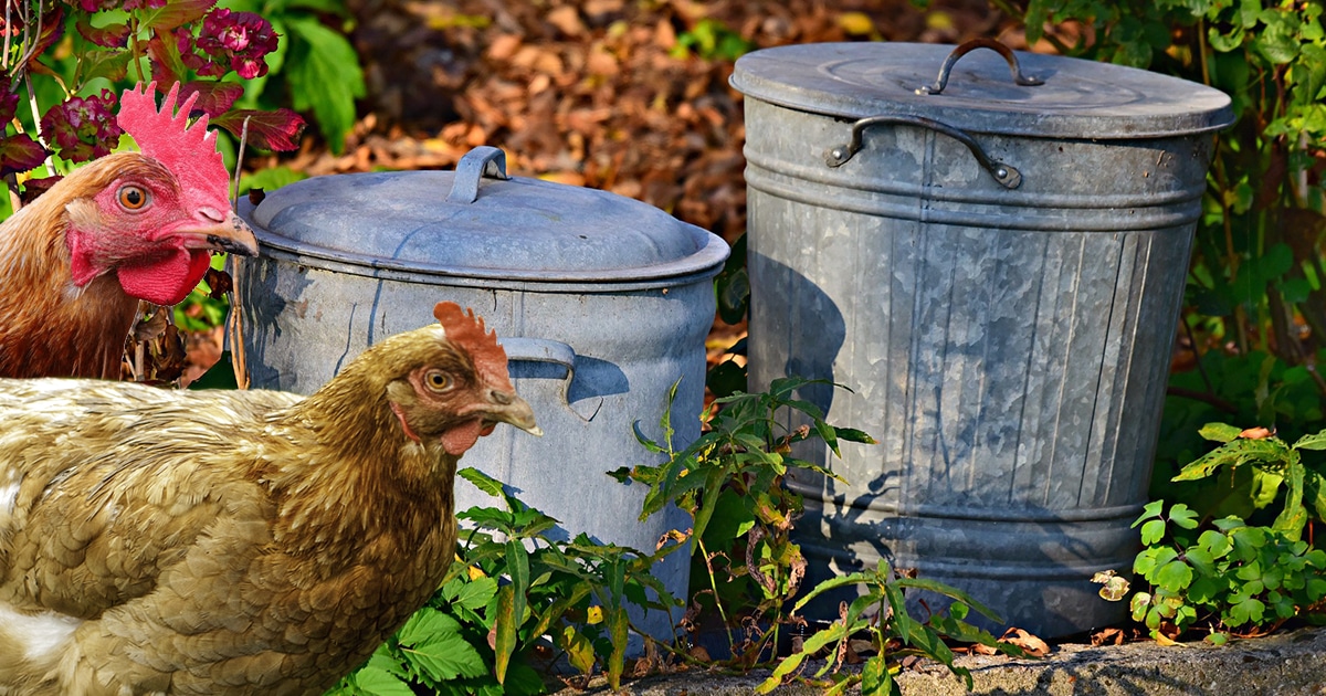 Comment la poule contribue à réduire nos poubelles ?