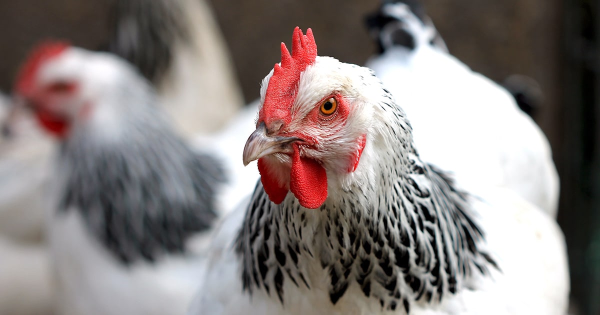 Poule La poule Sussex