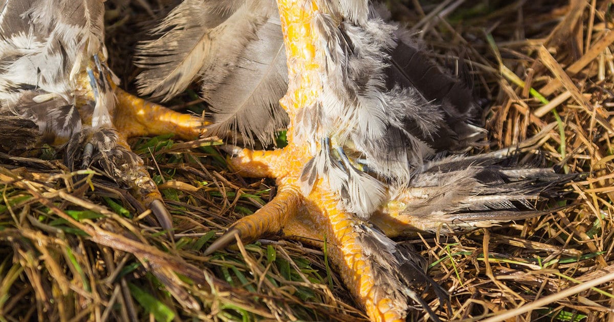 pattes de la poule brahma