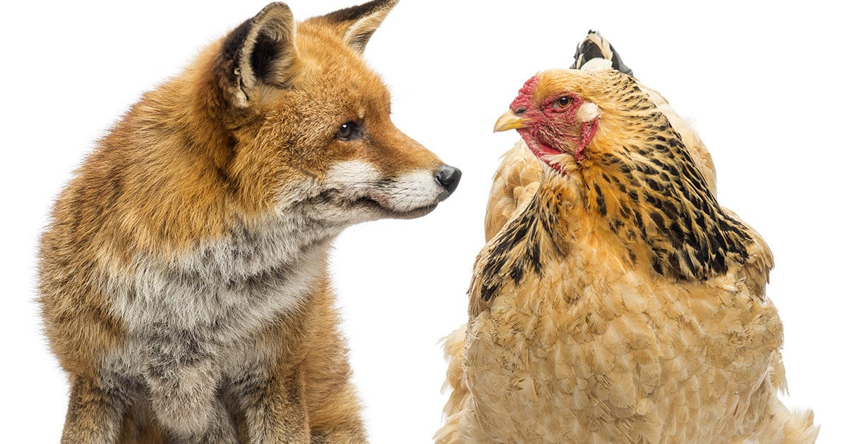 la poule brahma versus renard !