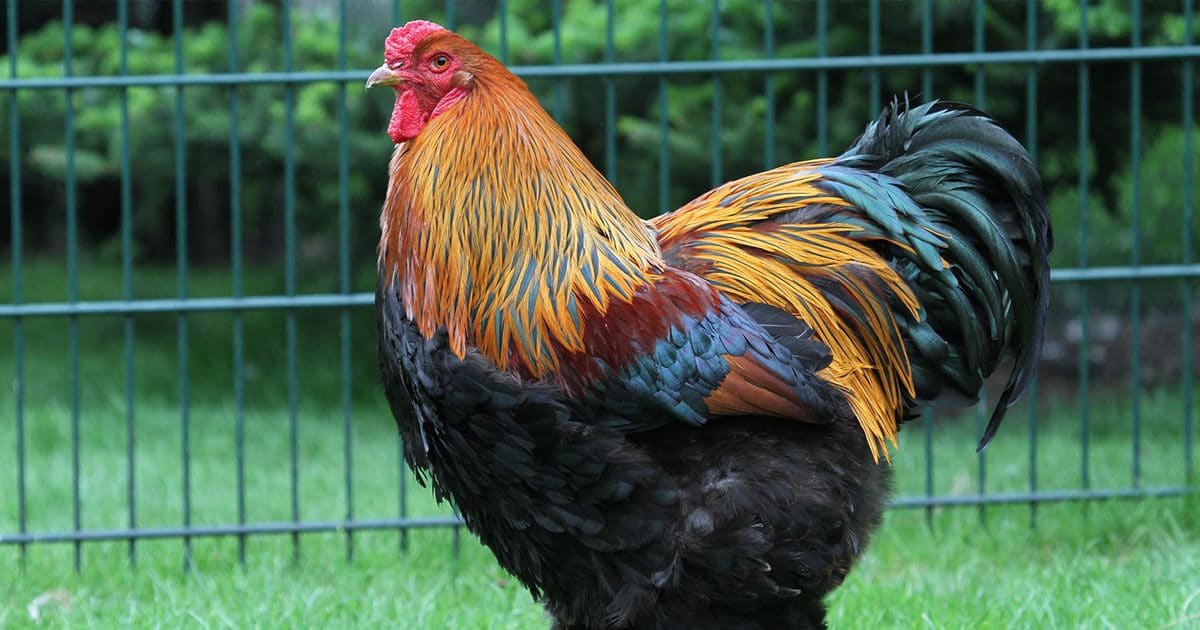 le coq brahma