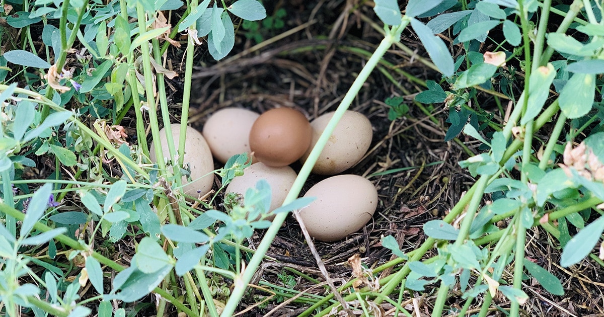 Oeufs cachés : mes poules pondent ailleurs